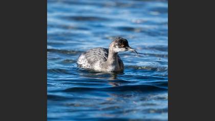 Black-necked Grebe