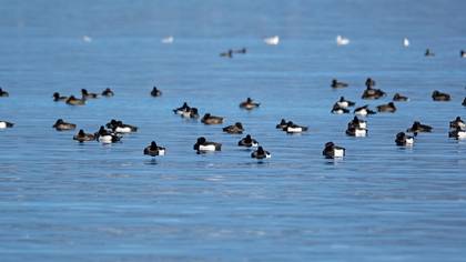 Tufted Duck