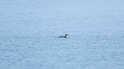 Black-throated Loon