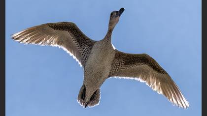 Northern Pintail