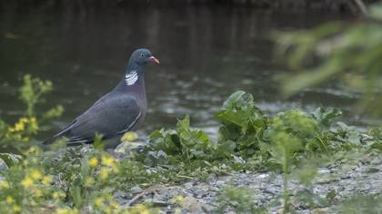 Common Wood Pigeon