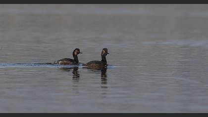 Black-necked Grebe