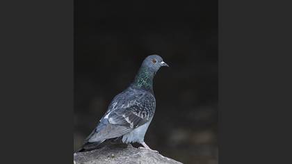 Rock Dove