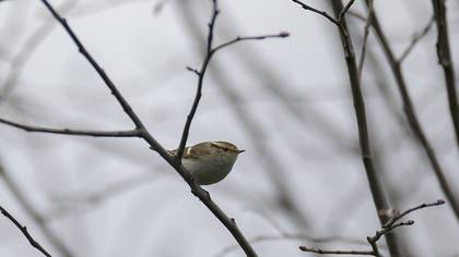 Pallas`s Leaf Warbler