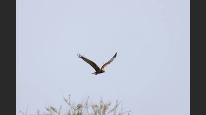 Western Marsh Harrier