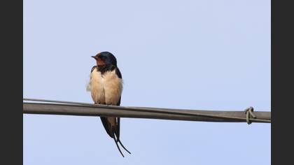 Barn Swallow