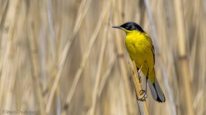 Western Yellow Wagtail