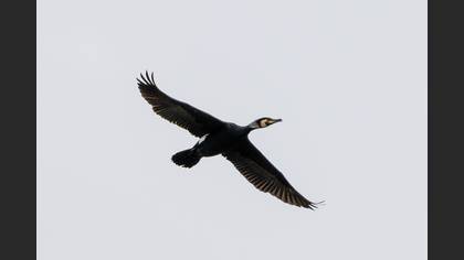Great Cormorant