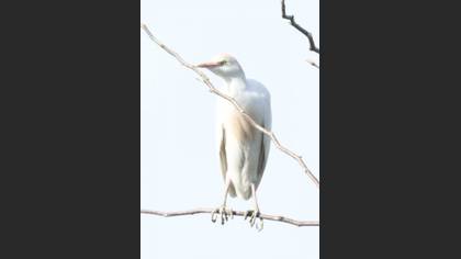 Western Cattle Egret