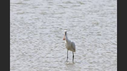 Eurasian Spoonbill