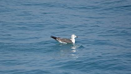 Lesser Black-backed Gull