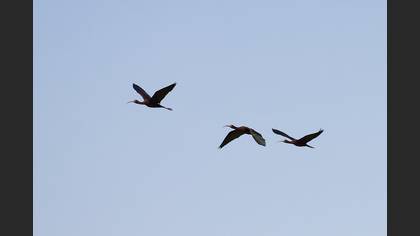 Glossy Ibis