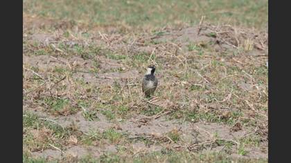 Söğüt serçesi