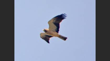 Booted Eagle