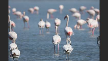 Flamingo