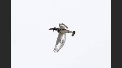 Pied Kingfisher