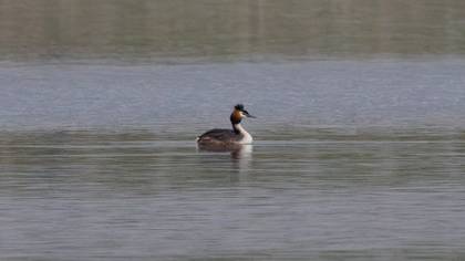 Great Crested Grebe