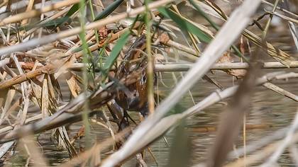 Küçük Suyelvesi