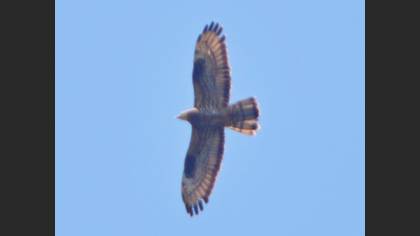 Arı şahini