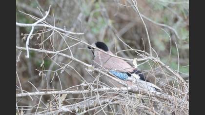 Eurasian Jay