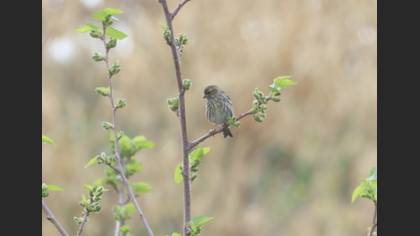 European Serin