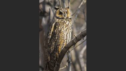 Long-eared Owl