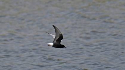 White-winged Tern