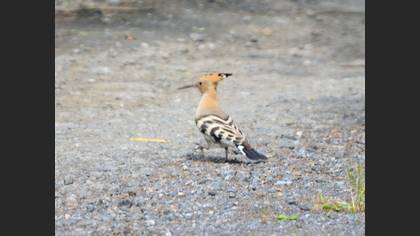 Eurasian Hoopoe