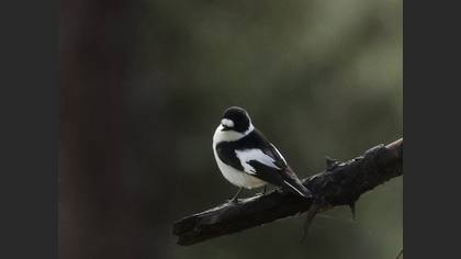 Collared Flycatcher