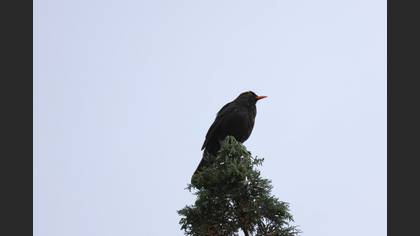 Common Blackbird