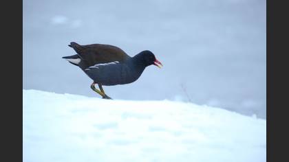 Common Moorhen