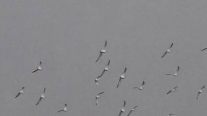 Great Knot 