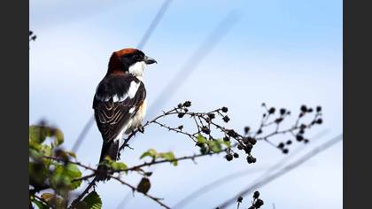 Woodchat Shrike