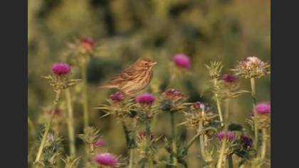 Meadow Pipit