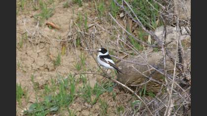 Collared Flycatcher