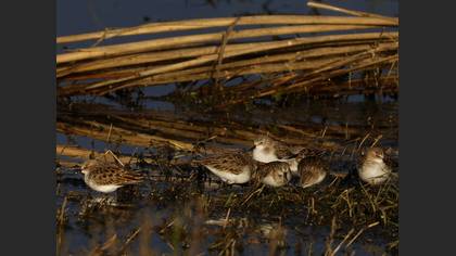 Little Stint