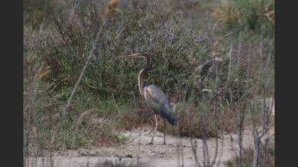 Purple Heron