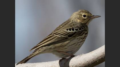 Tree Pipit