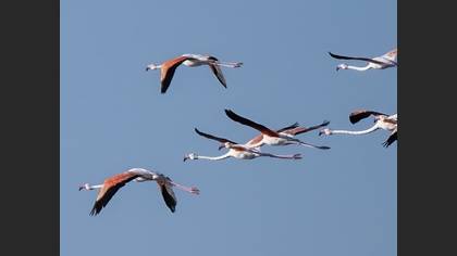 Flamingo
