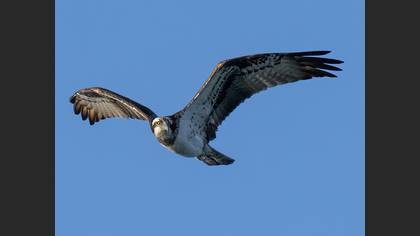 Osprey
