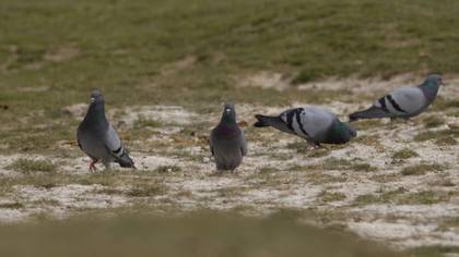 Rock Dove