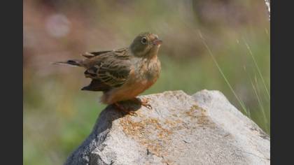 Kızıl kirazkuşu