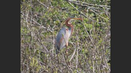 Purple Heron