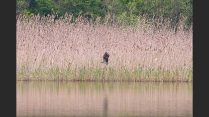 Osprey