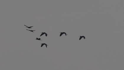 Glossy Ibis
