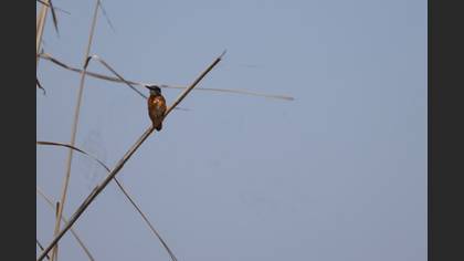 Common Kingfisher