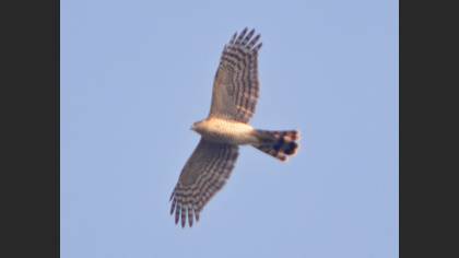 Atmaca