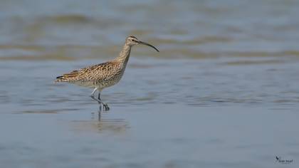 Eurasian Whimbrel