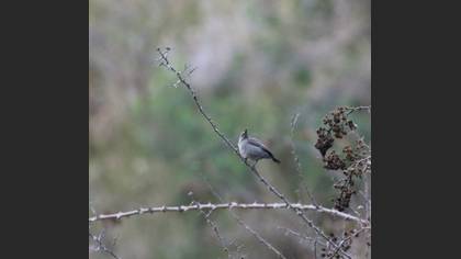 Palestine Sunbird