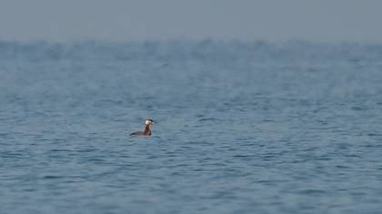 Red-necked Grebe